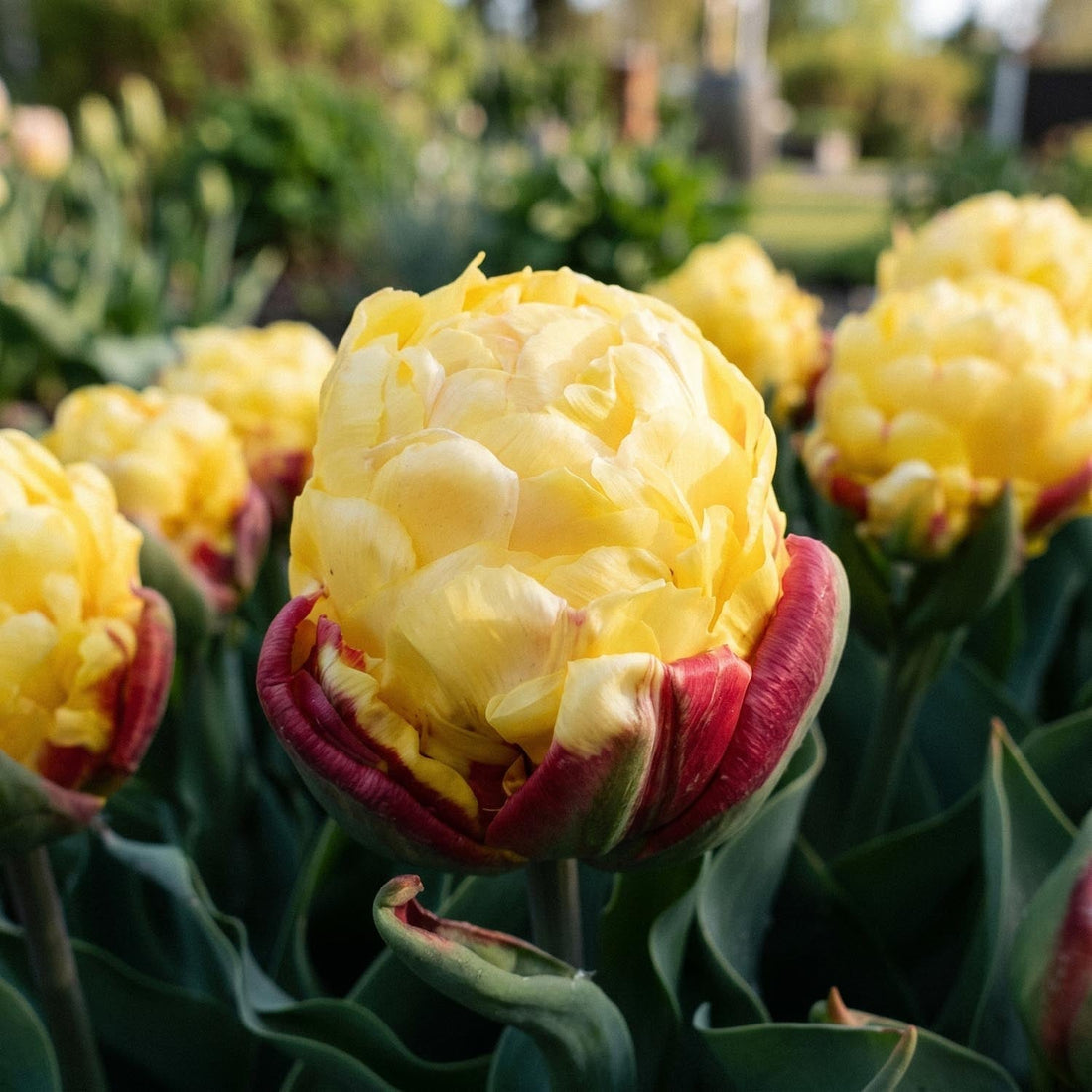 Tulipan 'Ice Cream Lemon'