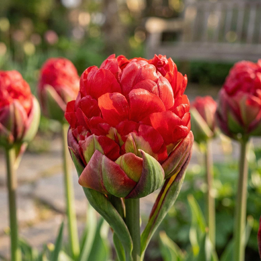 Tulipan 'Ice Cream Strawberry'