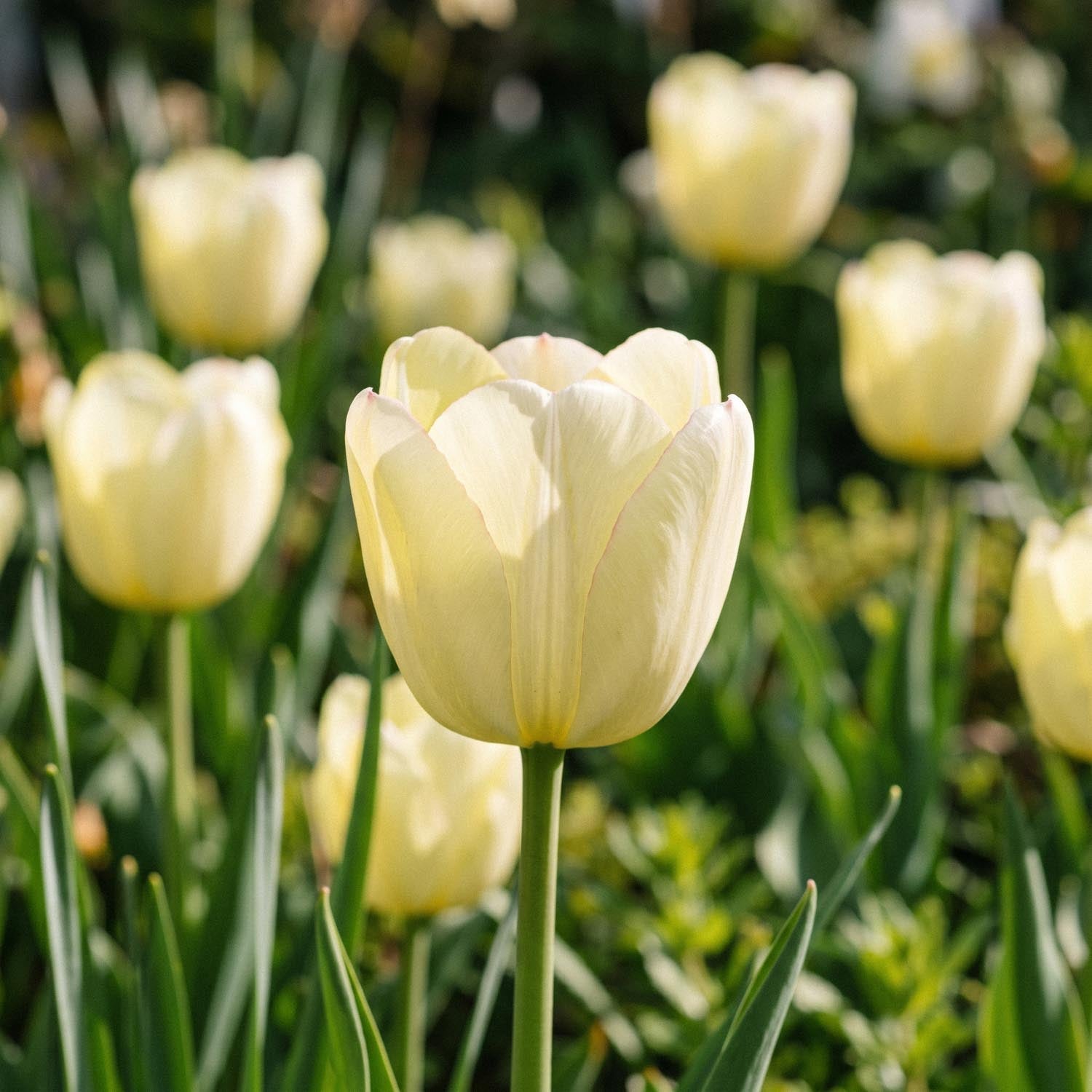 Tulipan 'Ivory Floradale'