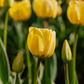 Tulipan 'Jaap Groot'
