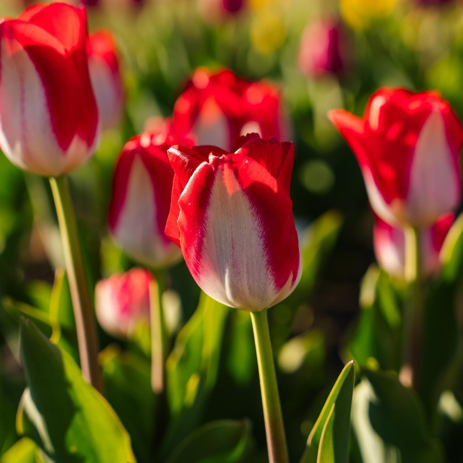 Tulipan 'Kissable'