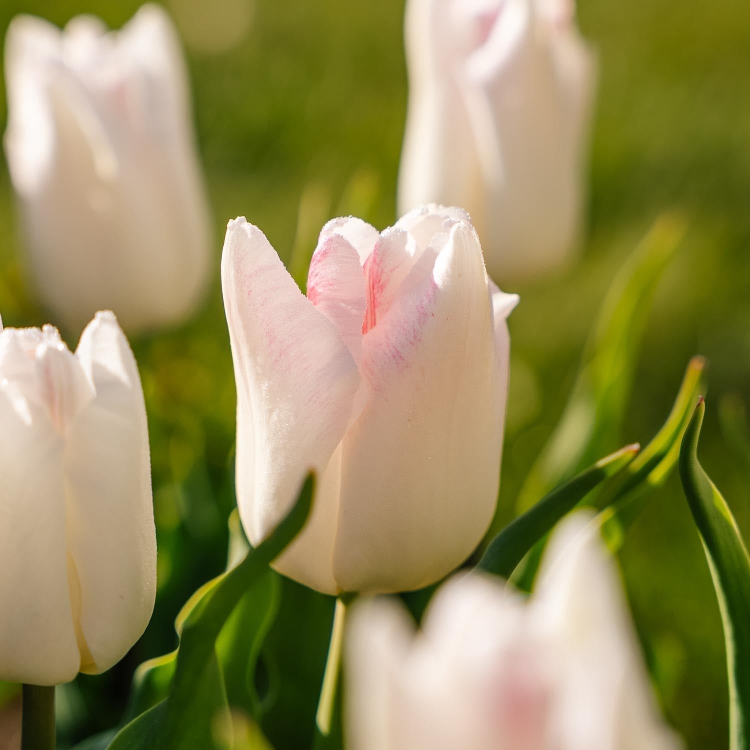 Tulipan 'Kyoko Takahashi'