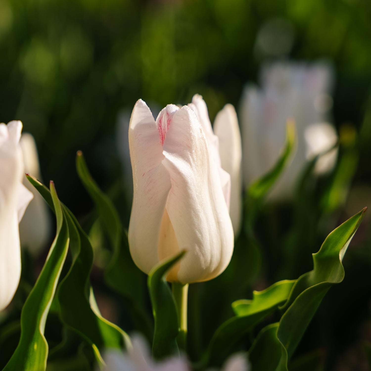 Tulipan 'Kyoko Takahashi'