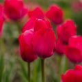 Tulipan 'Lady van Eijk'