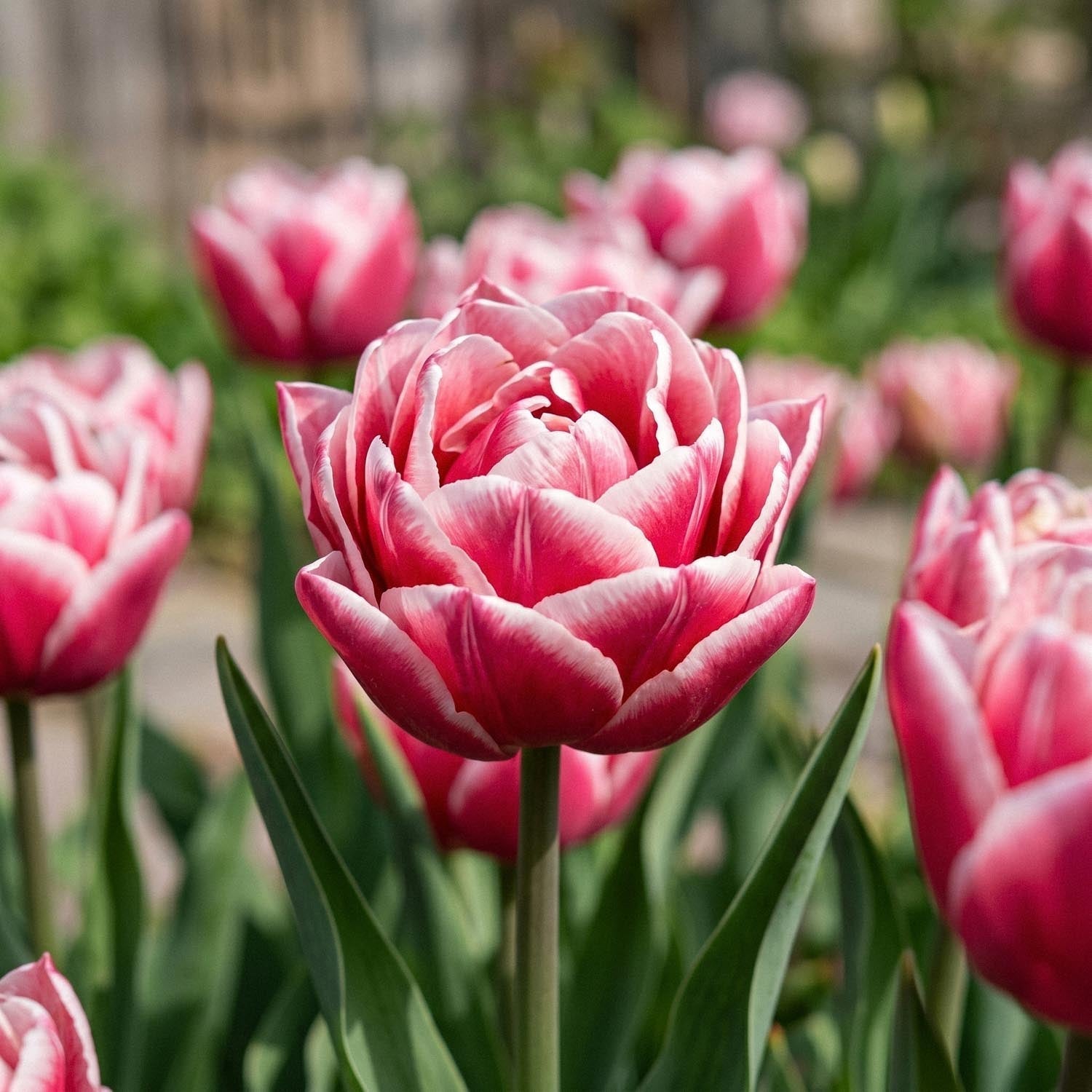 Tulipan 'Let's Dance'