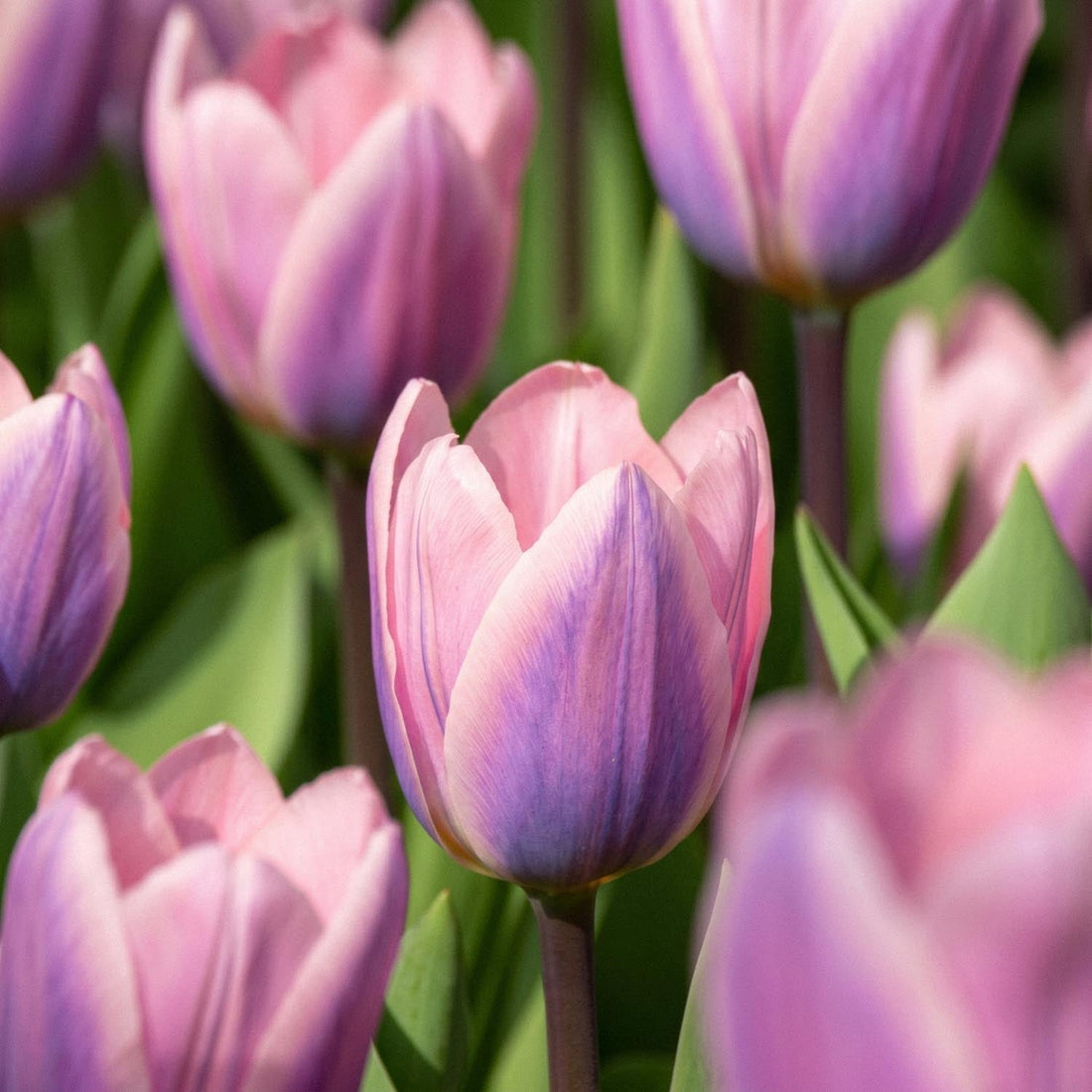 Tulipan 'Light And Dreamy'
