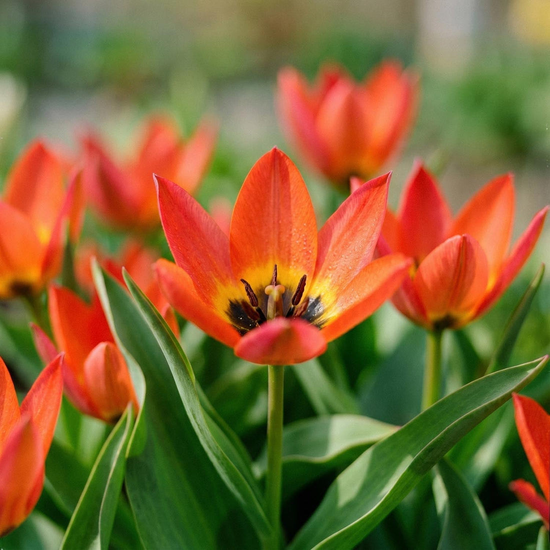Tulipan 'Little Princess'