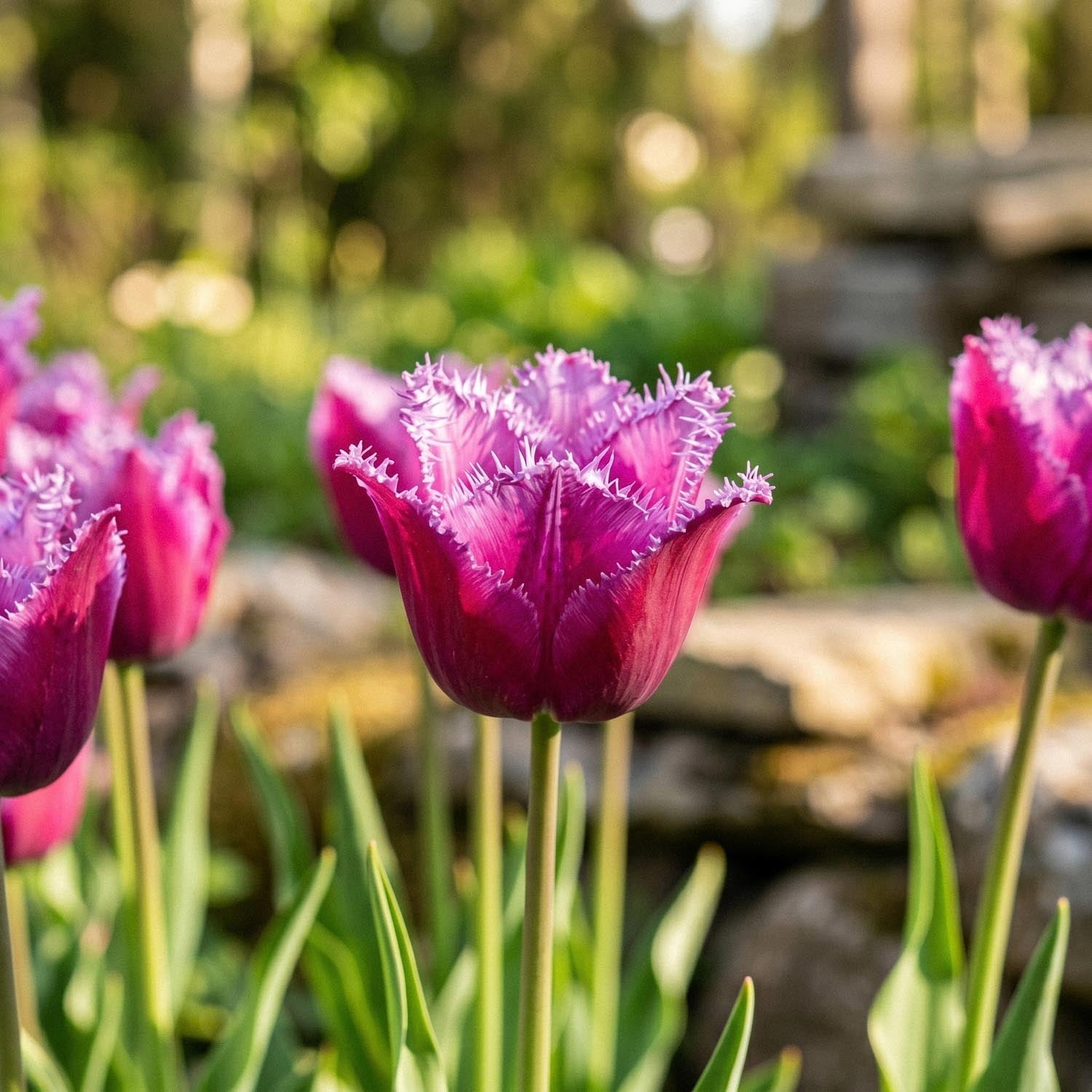 Tulipan 'Louvre'