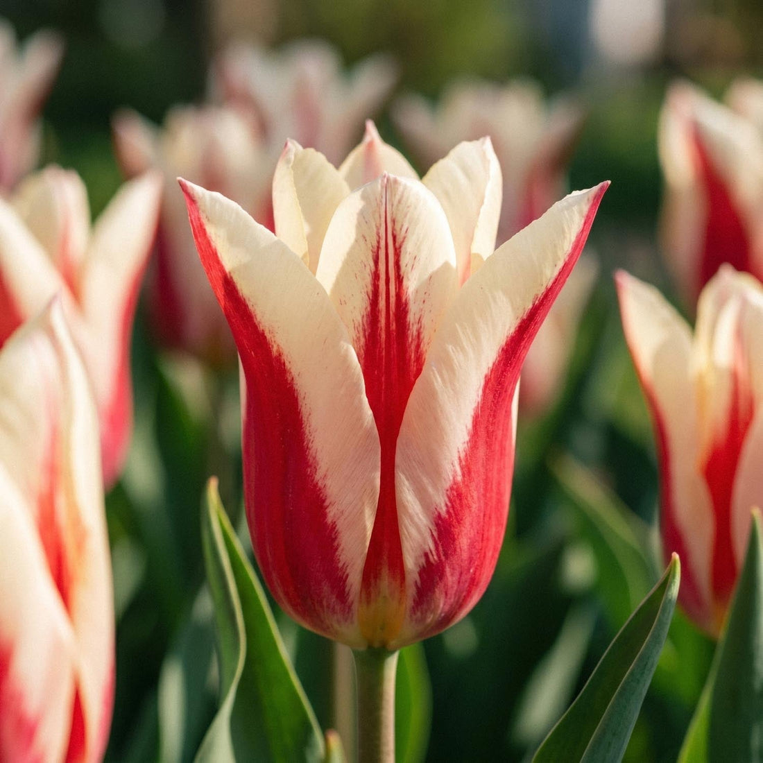 Tulipan 'Marilyn'