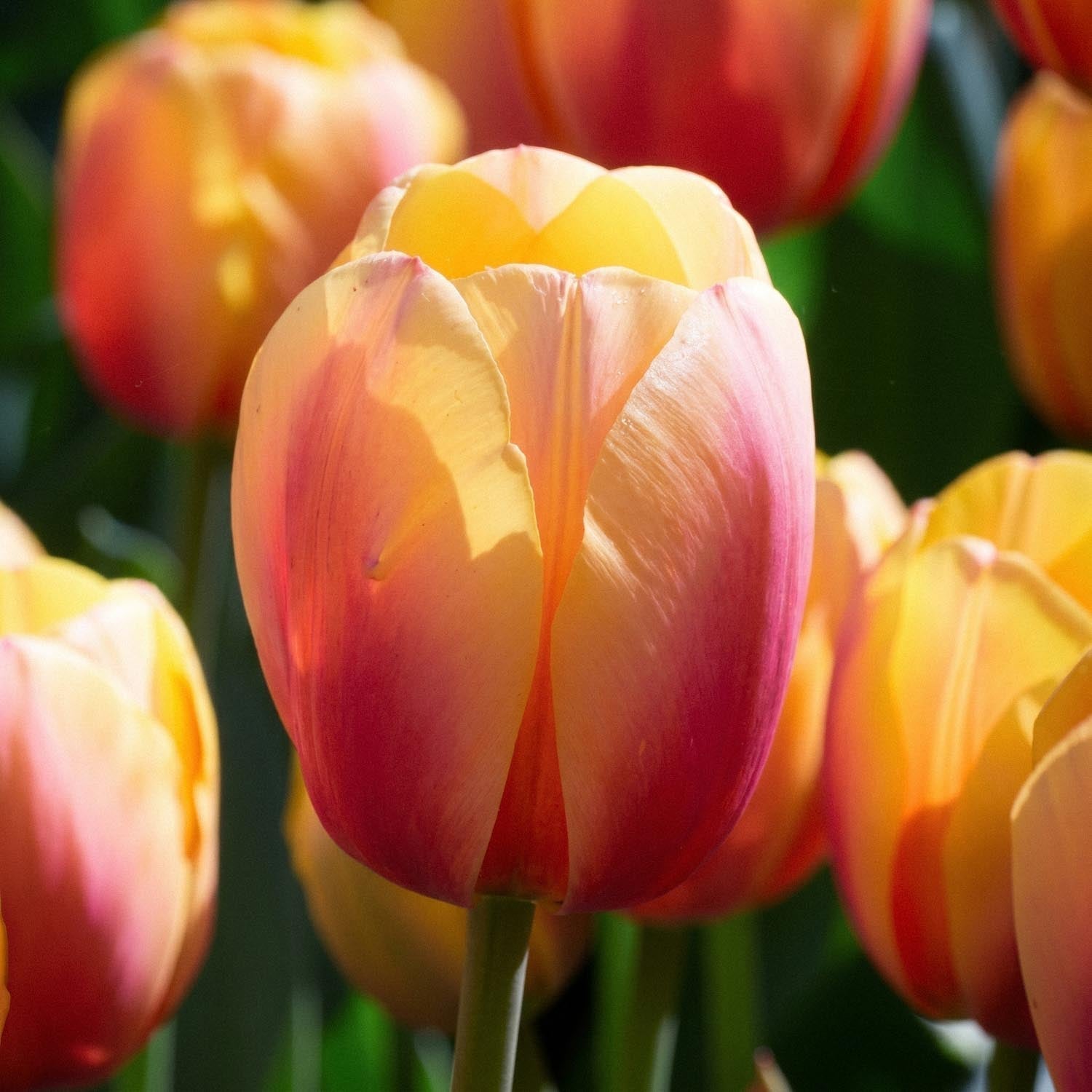 Tulipan 'Marit'
