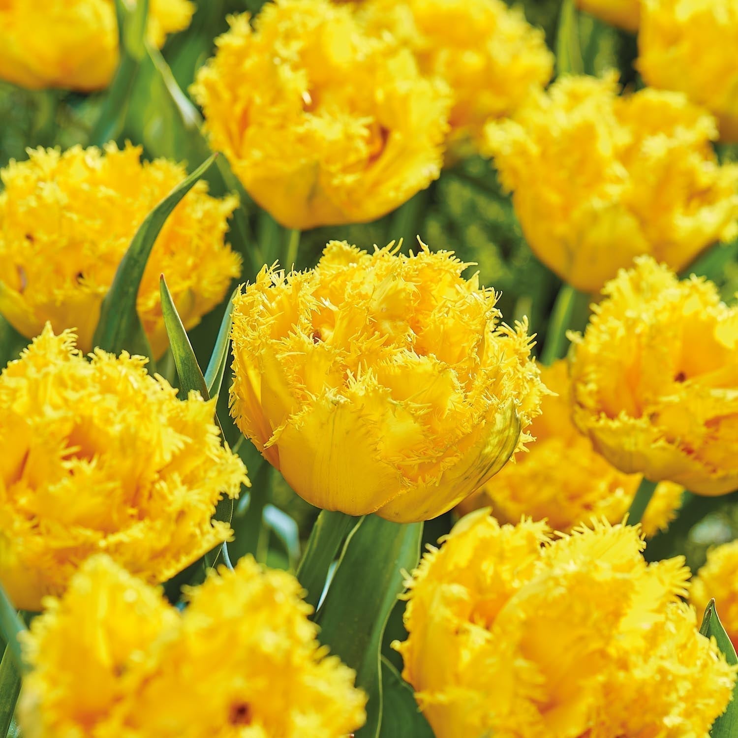 Tulipan 'Mon Amour'