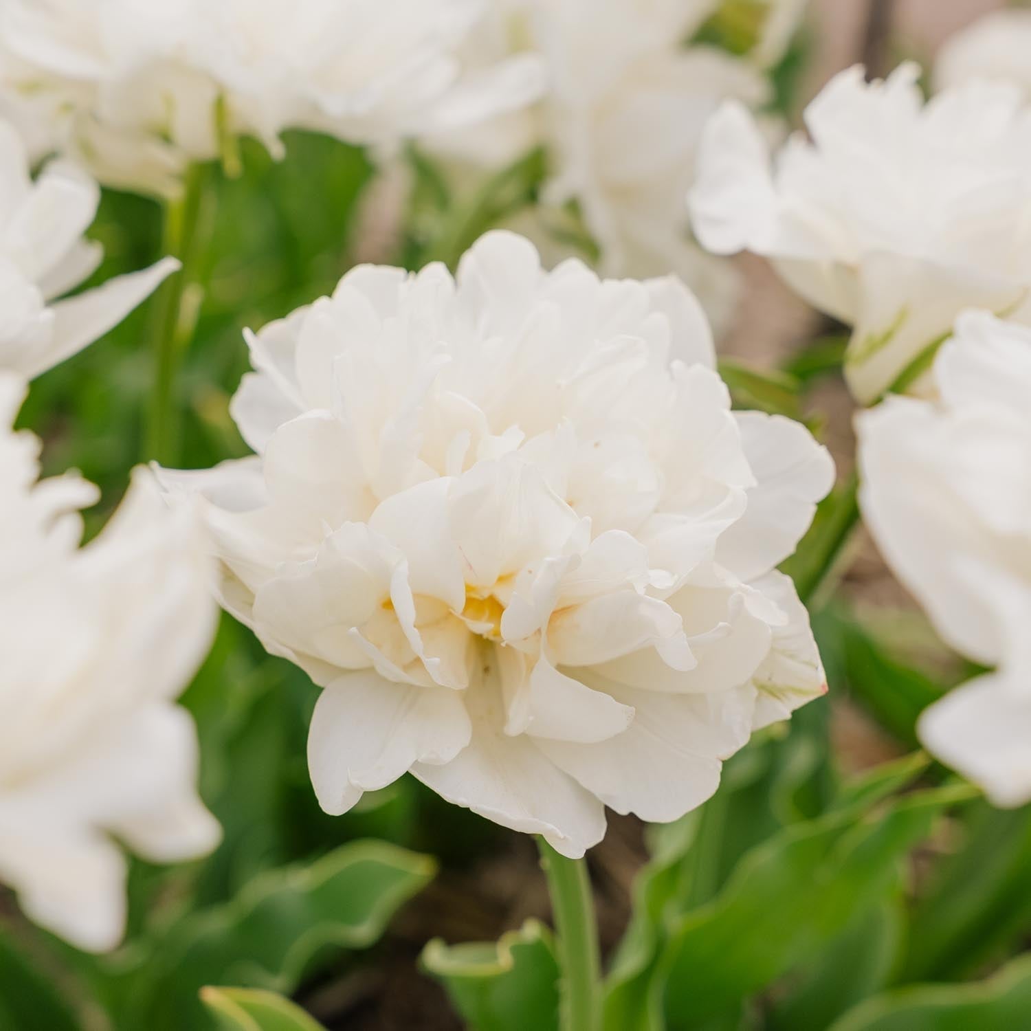 Tulipan 'Mount Tacoma'