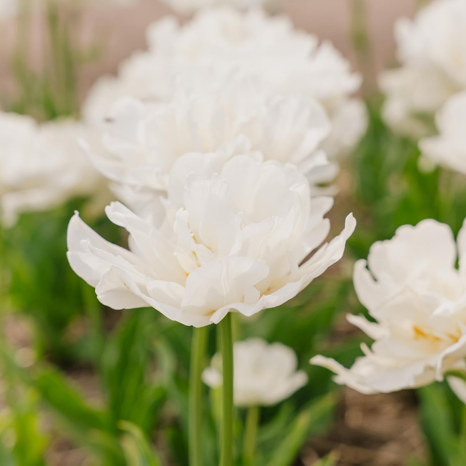 Tulipan 'Mount Tacoma'