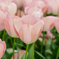 Tulipan 'Mystic van Eijk'