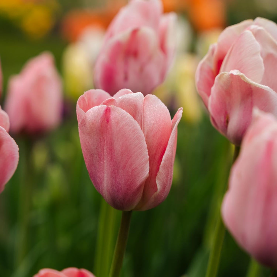 Tulipan 'Mystic van Eijk'