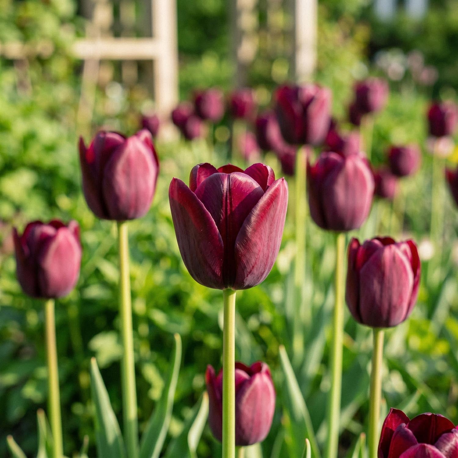 Tulipan 'National Velvet'