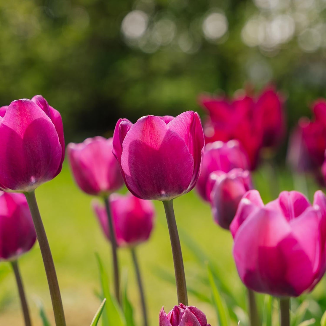 Tulipan 'Negrita'
