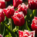Tulipan 'New Santa'