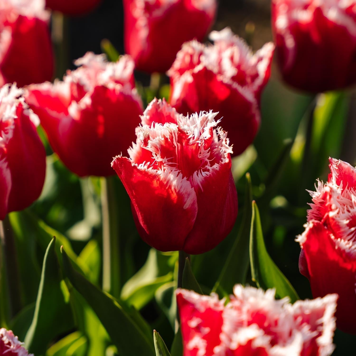 Tulipan 'New Santa'