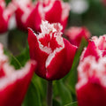 Tulipan 'New Santa'