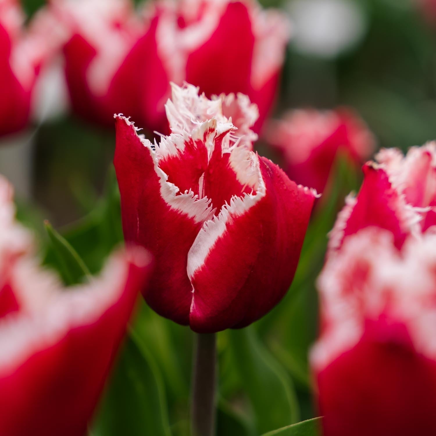 Tulipan 'New Santa'
