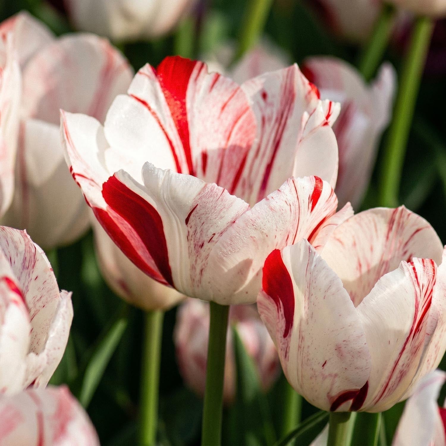 Tulipan 'One Direction'