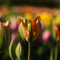 Tulipan 'Orange Marmelade'