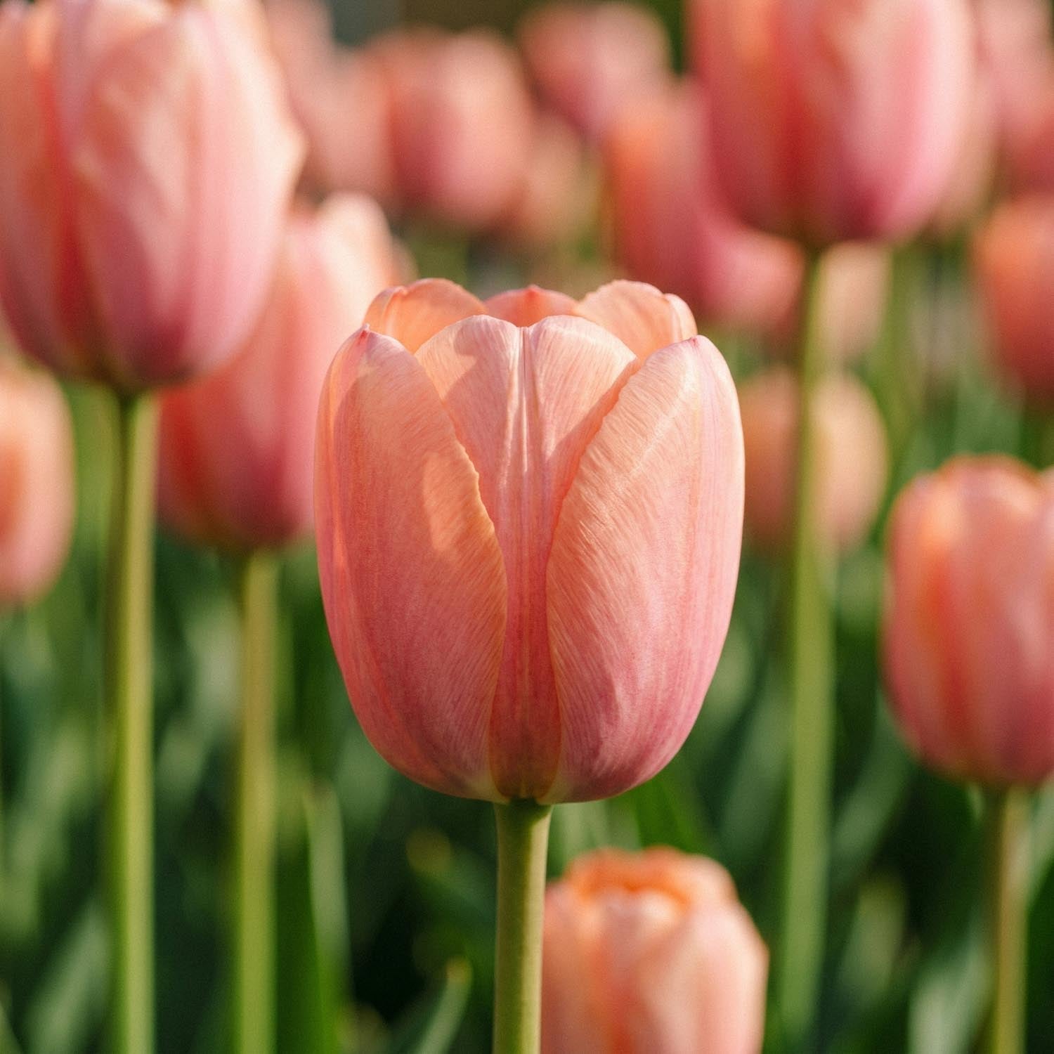Tulipan 'Orange Pride'