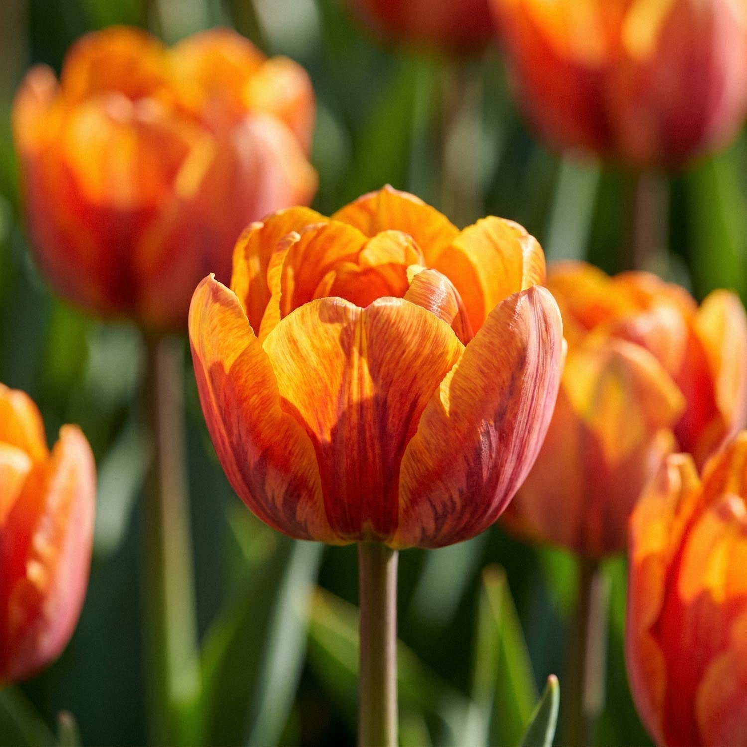 Tulipan 'Orange Princess'