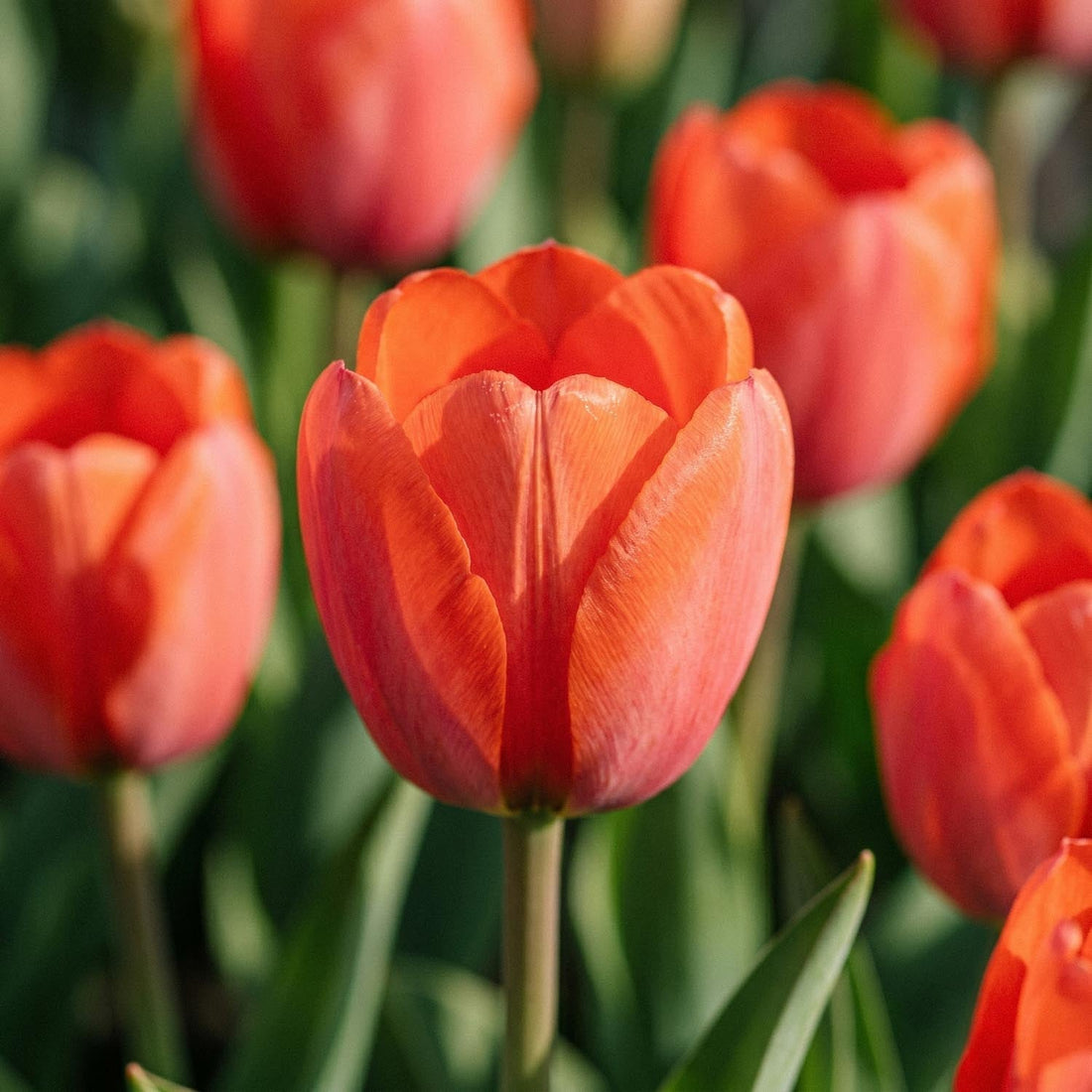 Tulipan 'Orange van Eijk'