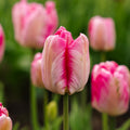 Tulipan 'Parrot Pink Vision'