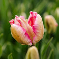 Tulipan 'Parrot Pink Vision'