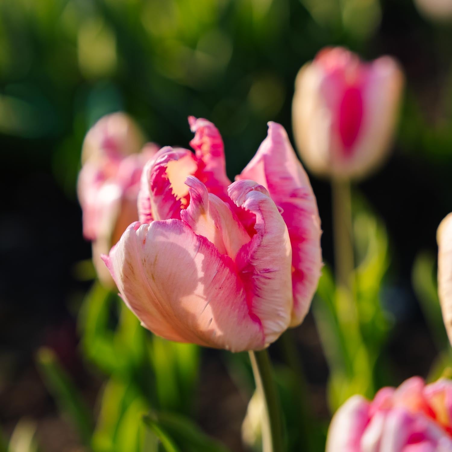 Tulipan 'Parrot Pink Vision'