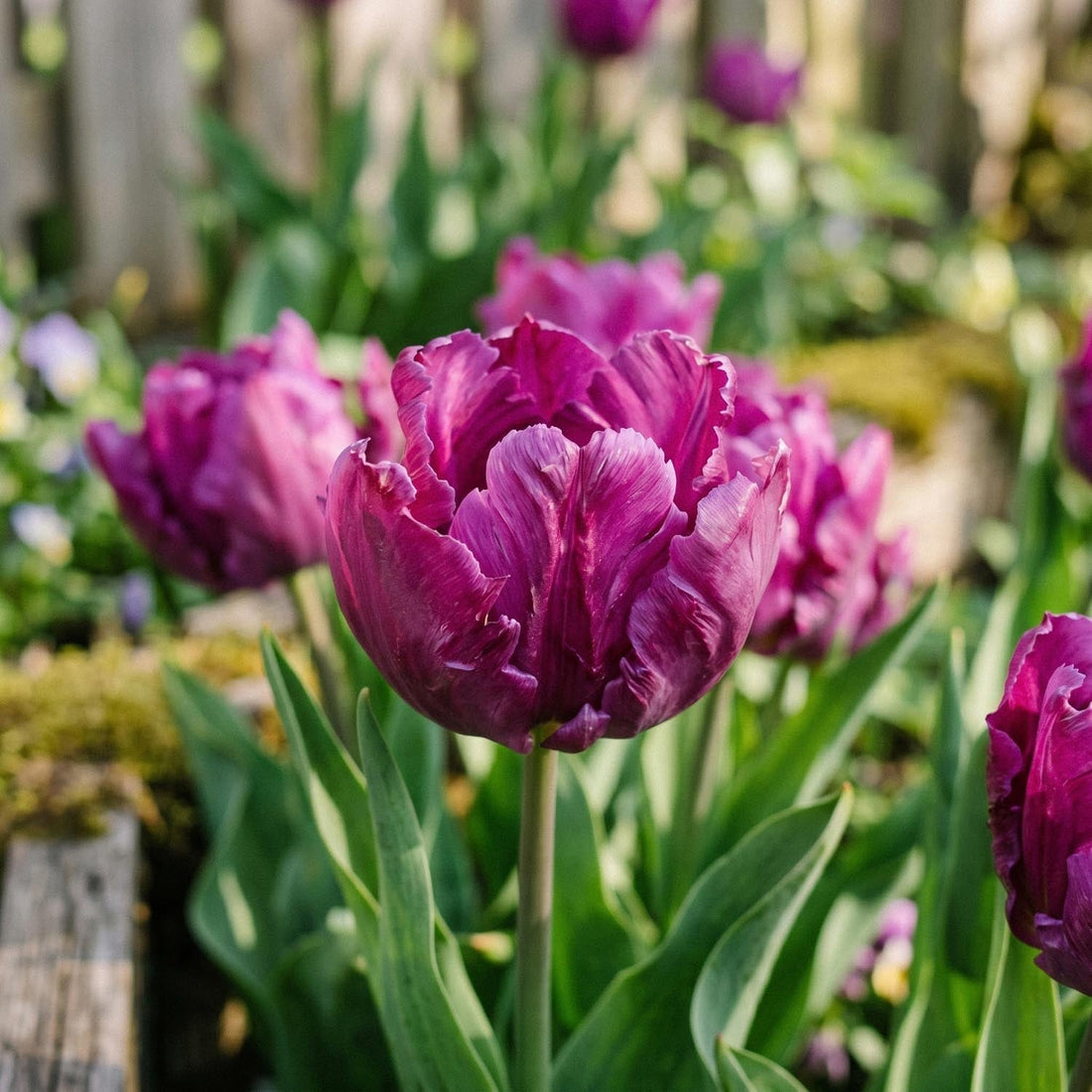 Tulipan 'Parrot Prince'