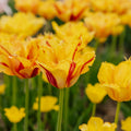 Tulipan 'Party Clown'