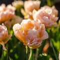 Tulipan 'Password'