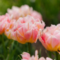 Tulipan 'Password'