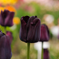 Tulipan 'Paul Scherer'
