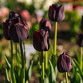 Tulipan 'Paul Scherer'
