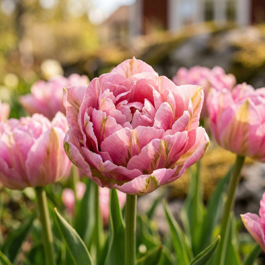 Tulipan 'Peach Blossom'