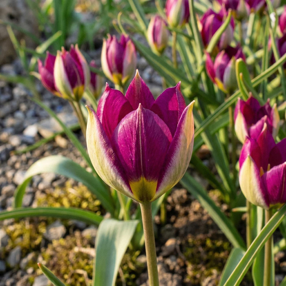 Tulipan 'Persian Pearl'