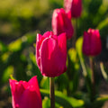 Tulipan 'Pink Ardour'