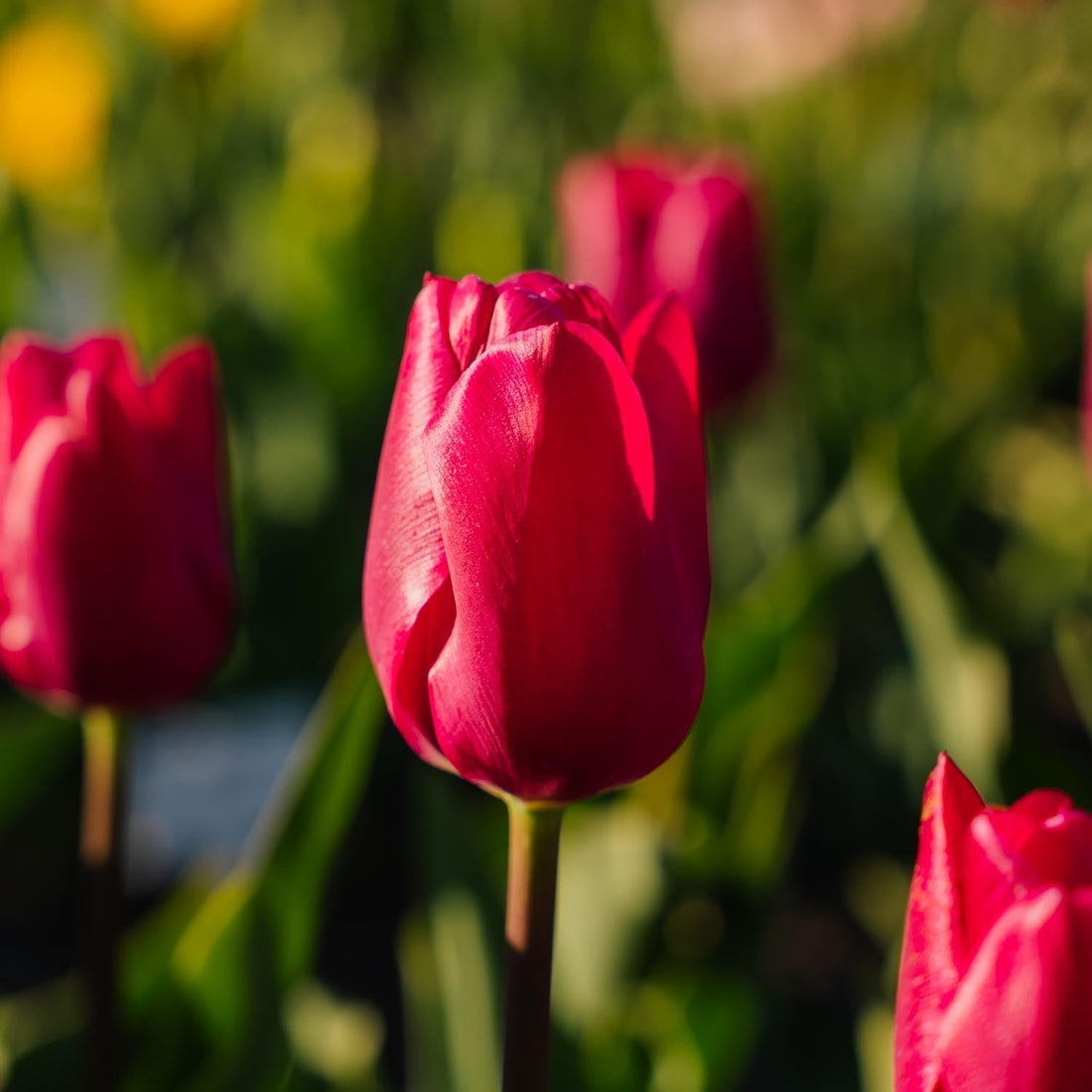 Tulipan 'Pink Ardour'