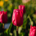 Tulipan 'Pink Ardour'