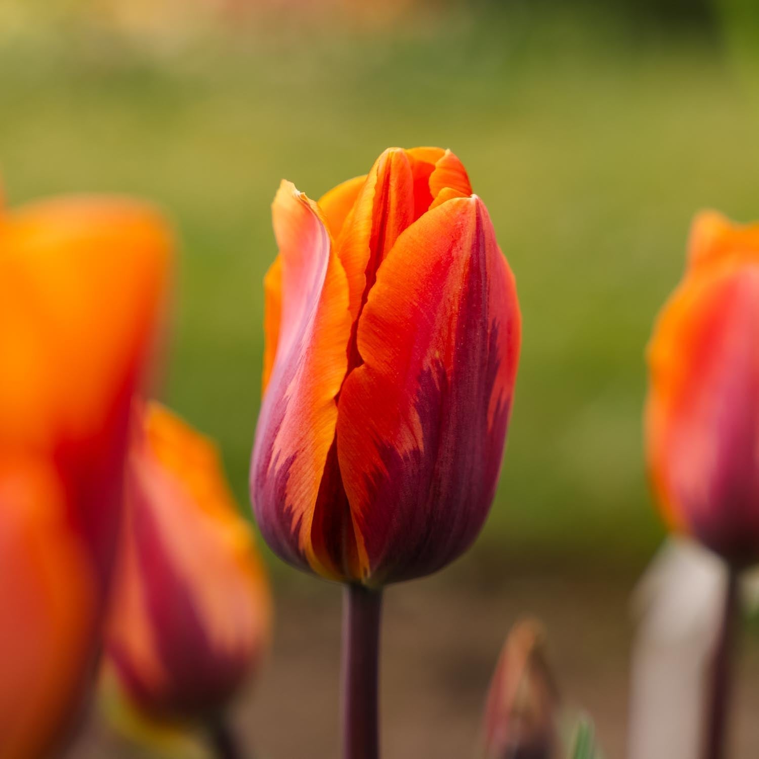Tulipan 'Princess Irene'