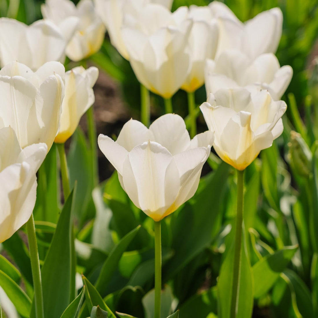 Tulipan 'Purissima'