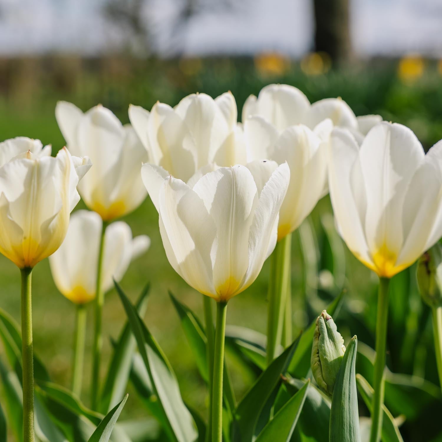 Tulipan 'Purissima'