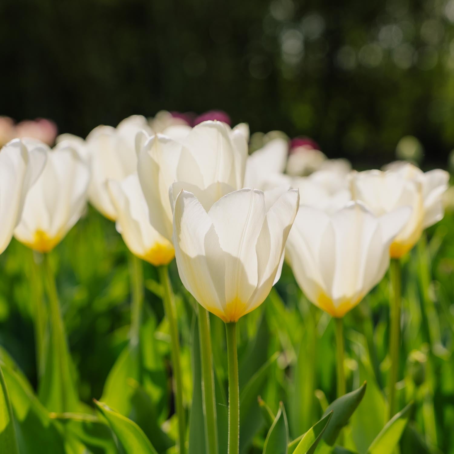 Tulipan 'Purissima'