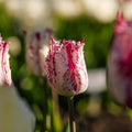 Tulipan 'Purple Circus'