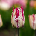 Tulipan 'Purple Circus'